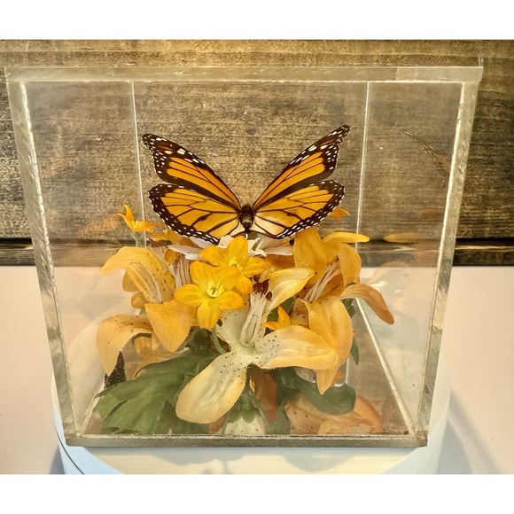 Vintage 1970s Real Monarch Butterfly Display Taxidermy Acrylic Case Decor - Picture 4 of 13
